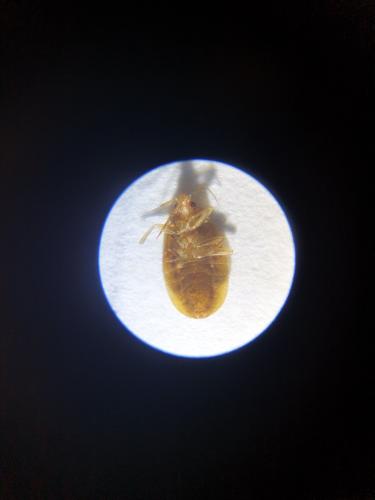 Lyctocoris campestris